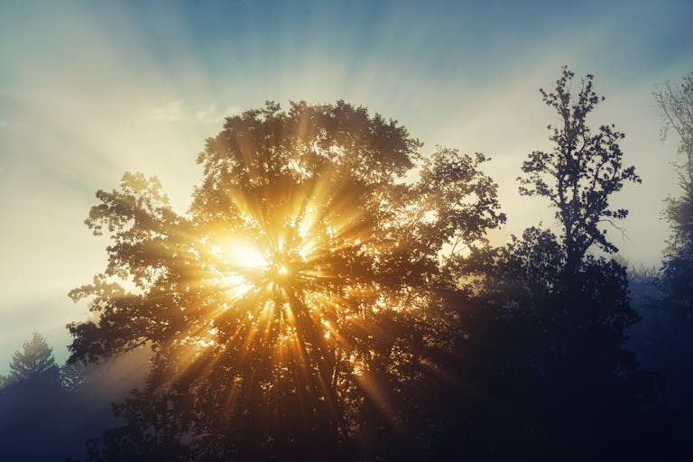 Captivating sunbeams through dense forest trees at sunrise in Glonn, Germany.